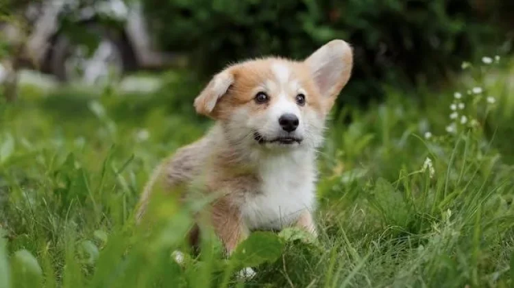 Ketahui Latar Belakang Peringatan Hari Corgi Internasional