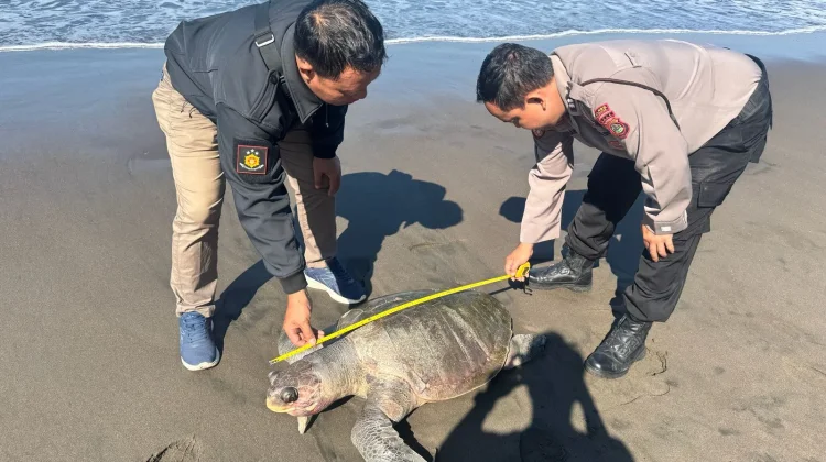 Polsek Mendoyo Sigap Tangani Temuan Penyu Lekang Mati di Pesisir Yehembang