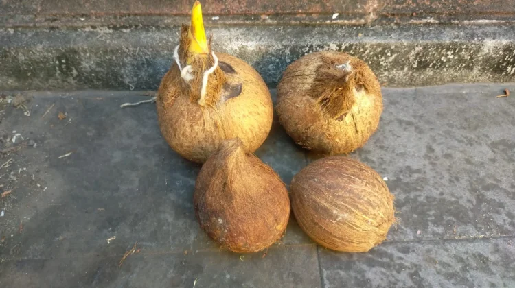 Makna Filosofis di Balik Bersihnya Kelapa Daksina