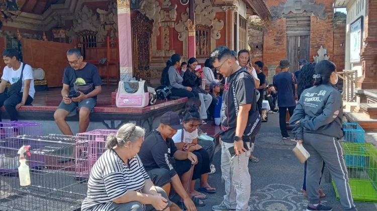 Cegah Rabies, Pemkab Jembrana Perkuat Sterilisasi dan Vaksinasi HPR di Batuagung