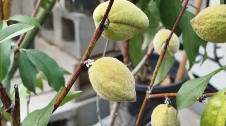 Almond Muda: Sensasi Rasa Unik dari Buah yang Belum Matang