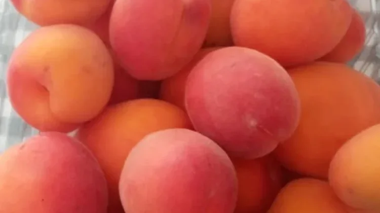 Buah Aprikot, Si Kecil Kaya Nutrisi : Ciri dan Manfaatnya