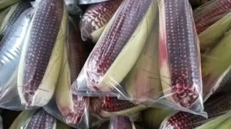 Jagung Ketan Hitam: "Superfood" Lokal Lezat dan Kaya Manfaat