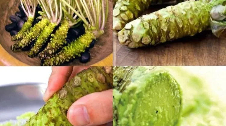 Wasabi: Tanaman Asli Jepang yang Bernilai Emas