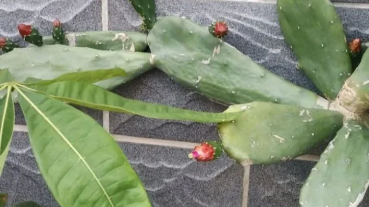 Buah Kaktus: Si Eksotis Kaya Antioksidan yang Wajib Dicoba