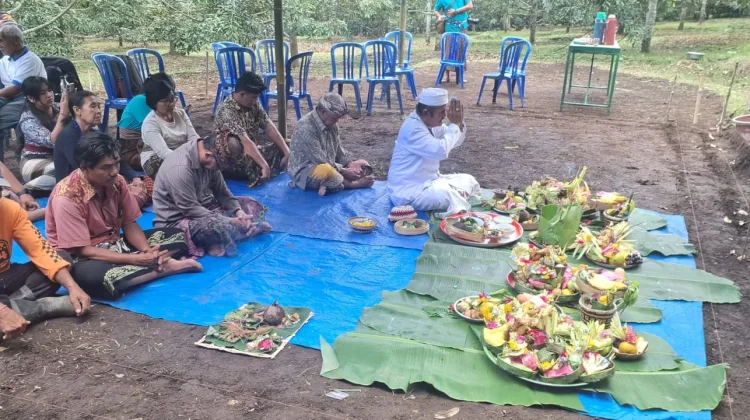 Rumah Adat Mesegali yang Punah 40 Tahun Dibangun Kembali di Pedawa