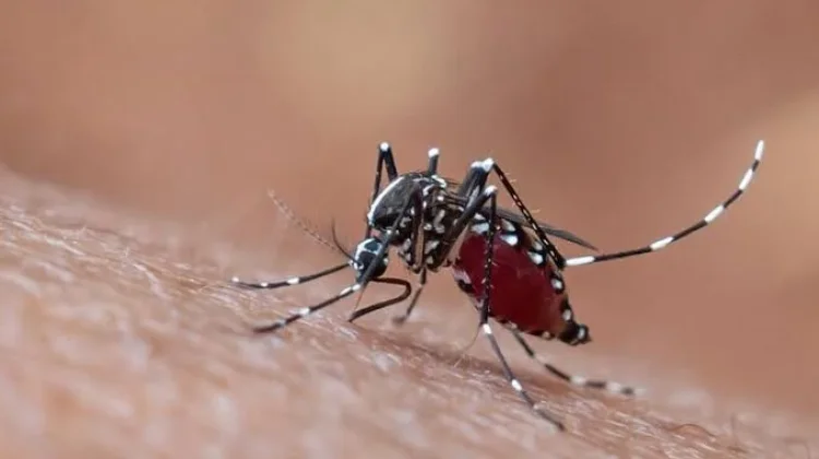 Latar Belakang Peringatan Hari Demam Berdarah Dengue ASEAN