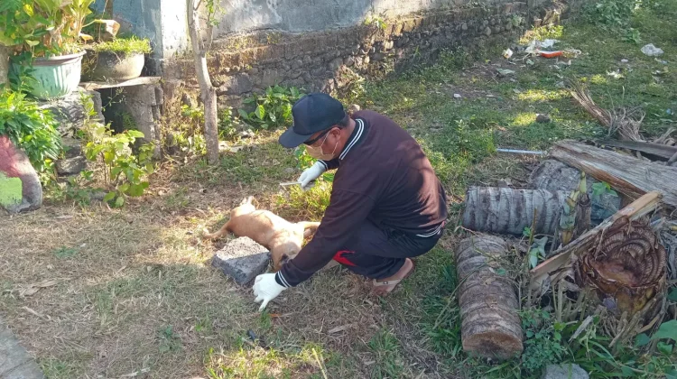 Tiga Warga Jembrana Digigit Anjing Suspect Rabies