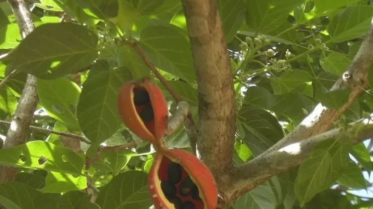 Buah Faloak: Herbal Asal NTT yang Kaya Manfaat