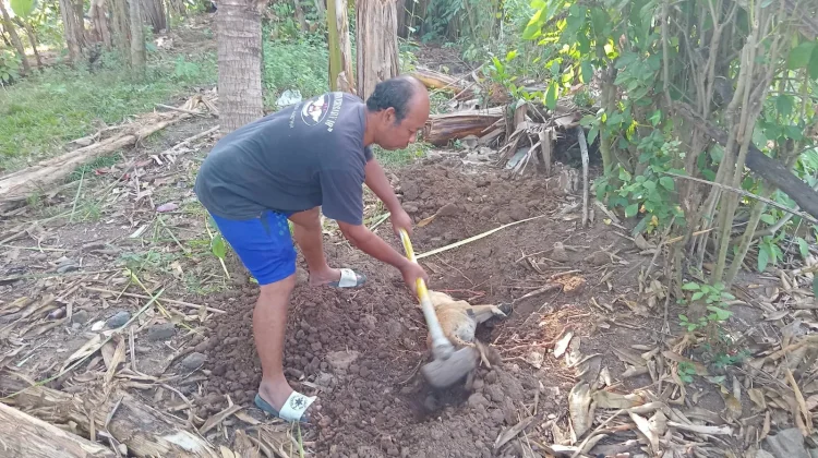 Sampel Otak Anjing Penyerang Warga Tegal Badeng Positif Rabies
