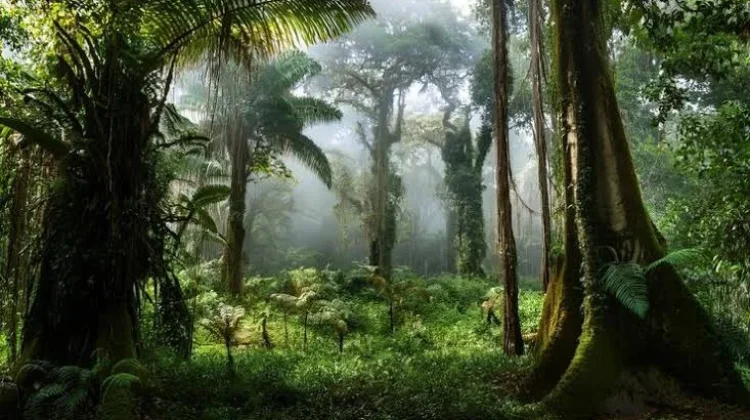 Sejarah Hari Hutan Hujan Sedunia