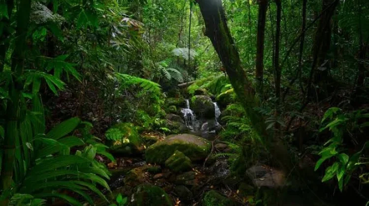 Hari Hutan Hujan Sedunia, Ini Latar Belakangnya
