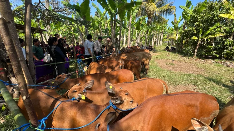 Jembrana Bidik Jadi Sentra Kambing dan Sapi Terbesar di Bali