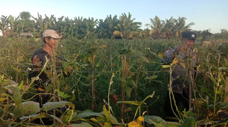 Bhabinkamtibmas Gumbrih Ajak Petani Perkuat Ketahanan Pangan