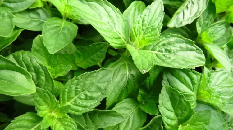 Daun Kemangi, Bahan Sederhana yang Kaya Rasa dan Manfaat untuk Menu Sehari-hari