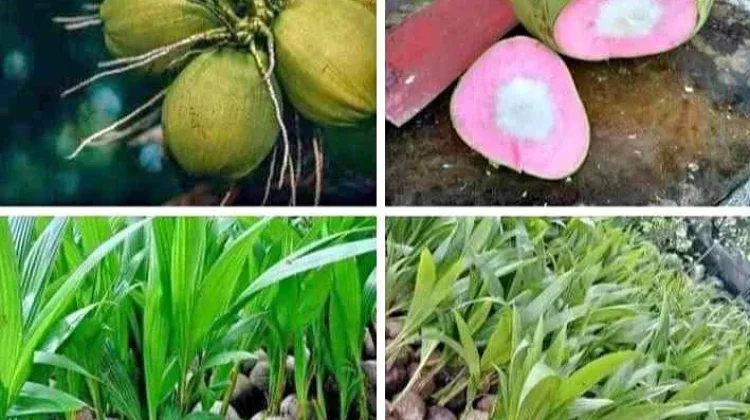 Serabut Merah Muda Kelapa Wulung: Isotonik Alami Kaya Manfaat