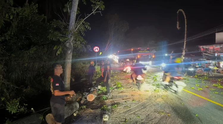 Pohon Mahoni Lapuk Tumbang di Jalur Denpasar-Gilimanuk