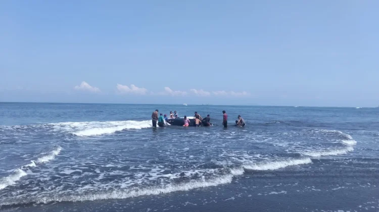 Paus Sepanjang Delapan Meter Terdampar di Pantai Perancak