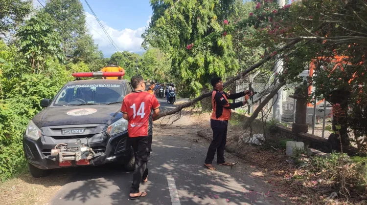 Pohon Cemara Tumbang, Timpa Jaringan Kabel