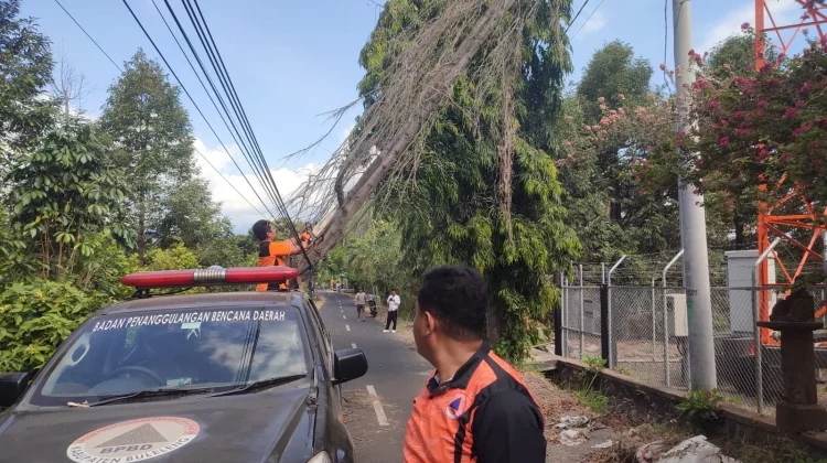 Pohon Cemara Tumbang, Timpa Jaringan Kabel