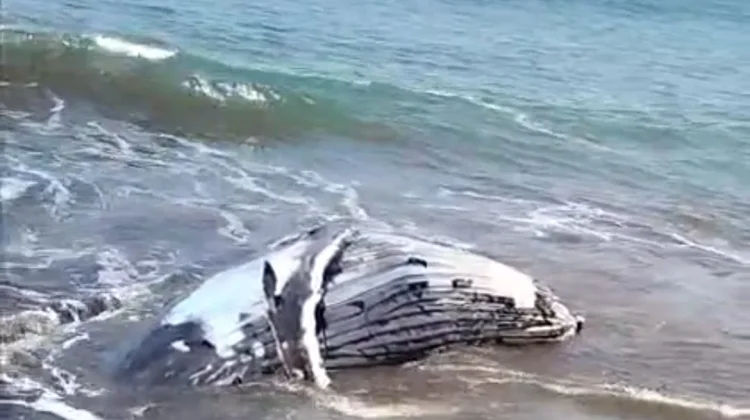 Bangkai Paus di Pantai Perancak Kembali Tersingkap Air Pasang