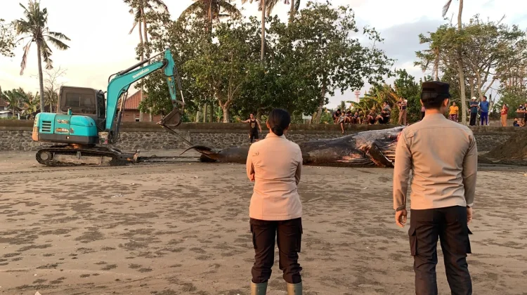 Bangkai Paus di Pantai Perancak Dikubur Ulang Cegah Dampak Lingkungan