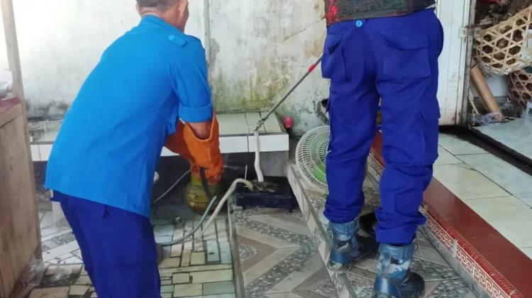 Damkar Jembrana Evakuasi Dua Ular Kobra dari Permukiman Warga