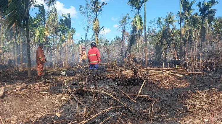 Pembakaran Daun Diduga Picu Kebakaran Lahan di Melaya
