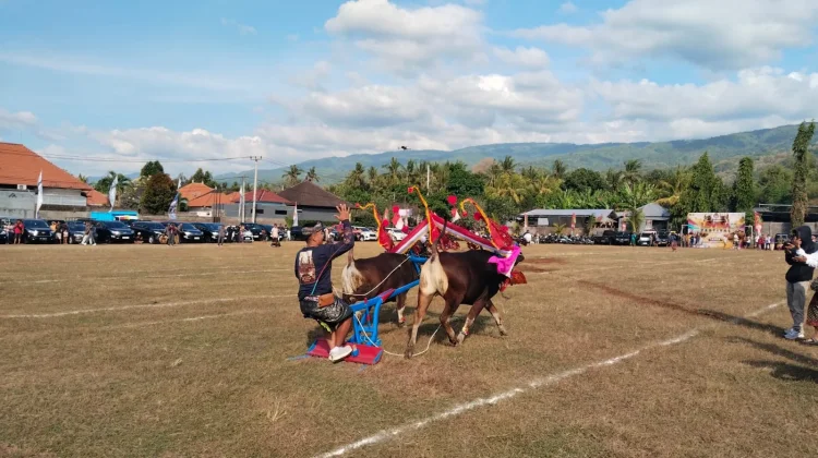 16 Pasang Sampi Grumbungan Adu Serasi di Lovina Festival 2026