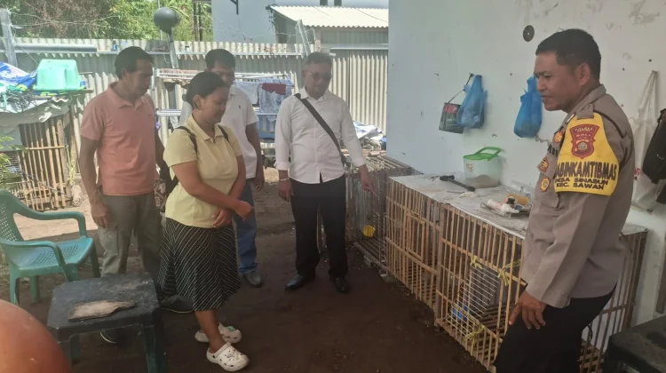 Diduga Curi Dua Ayam, Residivis di Sawan Dibekuk Polisi Kurang dari 24 Jam