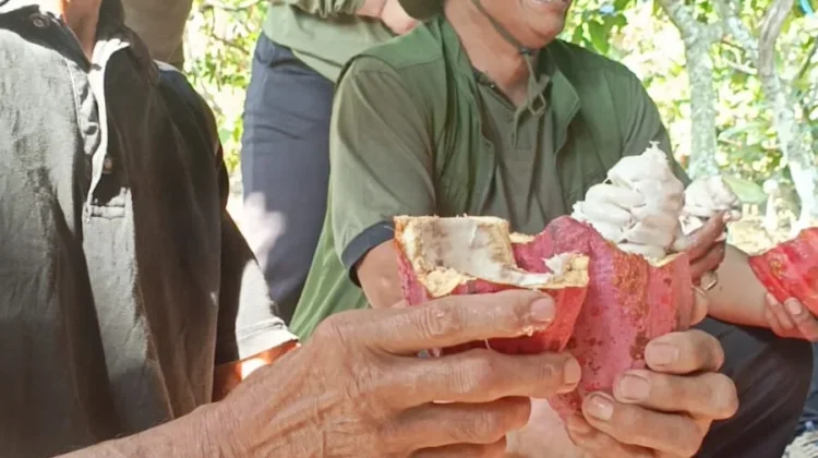 Kakao Fermentasi Jembrana Tarik Perhatian Uni Eropa