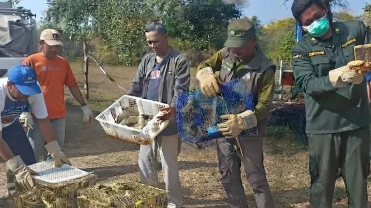 Karantina Bali Gagalkan Penyelundupan 284 Burung Ilegal di Gilimanuk