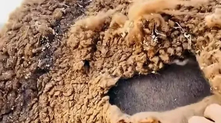 Bulu Unta, Material Alami untuk Selimut yang Hangat dan Nyaman