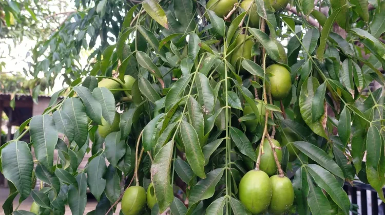 Kaya Nutrisi, Ini Deretan Manfaat Kedondong untuk Kesehatan Tubuh