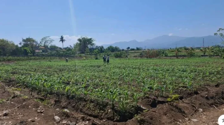 BI Bali Perkuat Distribusi Pangan Antisipasi Dampak El Nino 2026