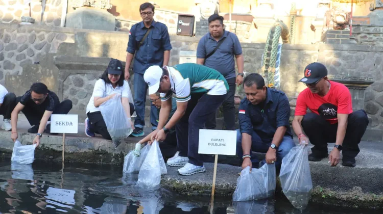 Pemkab Buleleng Tebar 50 Ribu Benih Nila Lestarikan Perairan Buleleng