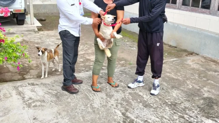 Puluhan HPR Positif Rabies, Desa di Jembrana Diminta Perkuat Pendataan