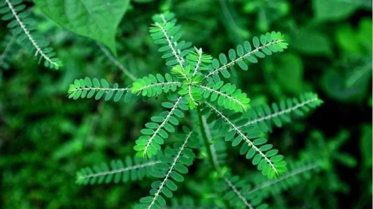 Kemeniran, Tanaman Herbal yang Layak Dilestarikan