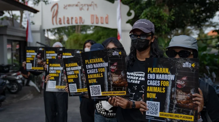 Aktivis Desak Plataran Ubud Beralih ke Telur Bebas Kandang