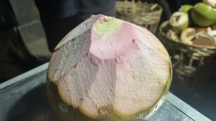 Menguak Khasiat Kelapa Merah: Si Langka Berwarna Eksotis yang Kaya Manfaat
