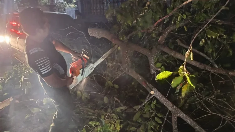 Dahan Pohon Tumbang, Timpa Sebuah Mobil