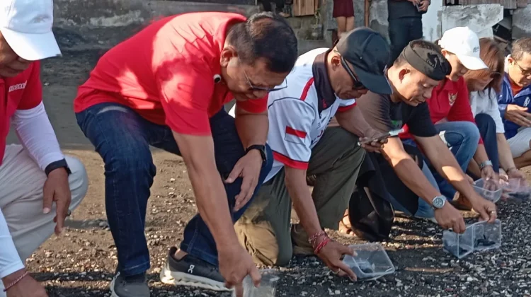 Ratusan Tukik Dilepasliarkan, Konservasi Penyu Digencarkan di Pantai Camplung