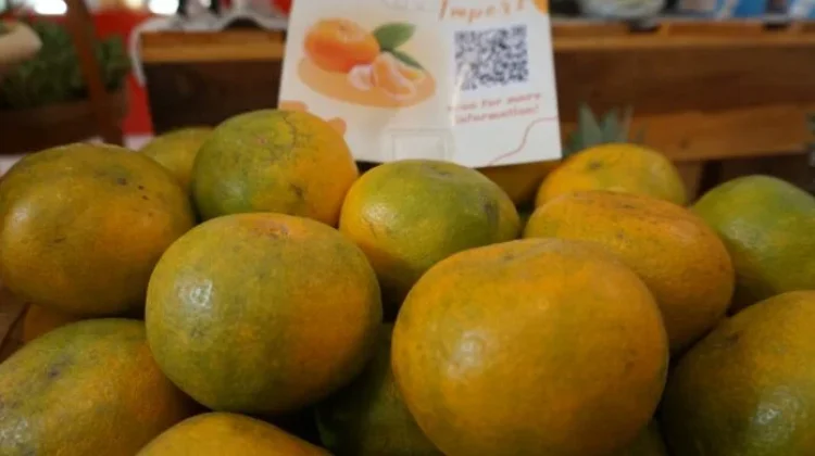 Mengenal Manfaat Buah Jeruk Lokal untuk Kekebalan Tubuh