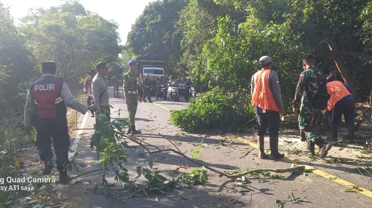 Pohon Jati Tumbang, Jalur Denpasar-Gilimanuk Sempat Tersendat