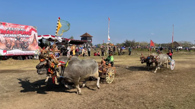 Ijogading Barat Sapu Bersih Juara Festival Makepung 2026