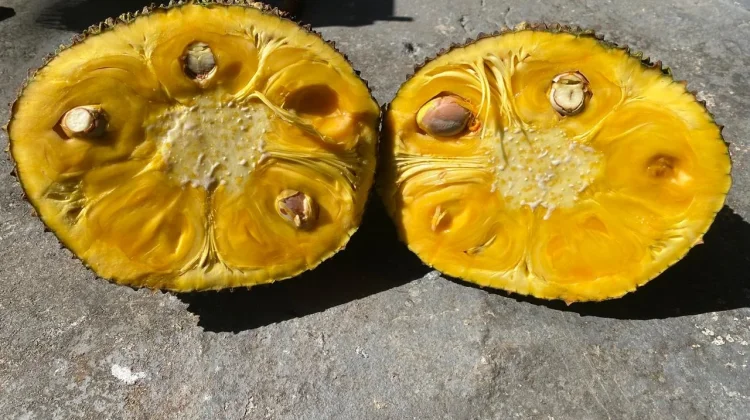 Kenali Berbagai Manfaat serta Pantangan Konsumsi Buah Nangka