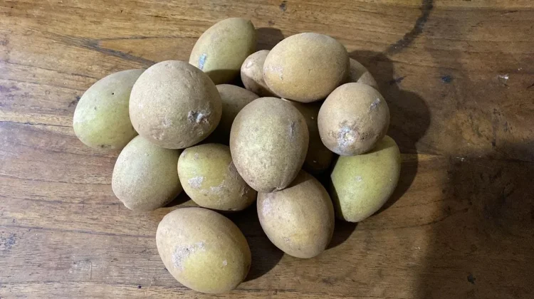 Menelusuri Sejarah, Manfaat Kesehatan, hingga Kearifan Lokal Buah Sawo
