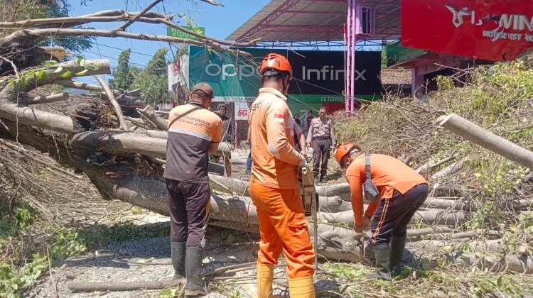 Angin Kencang, Pohon Santen Tumbang Timpa Ruko di Sukasada