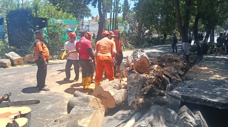 Pohon Beringin Tumbang, Jalan Gajah Mada Singaraja Sempat Tertutup