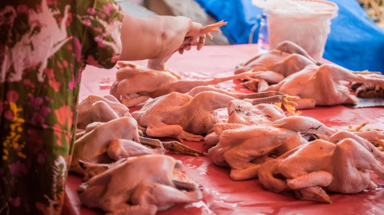 Harga Ayam Potong Melonjak, Pilihan Protein Hewani Terjangkau dan Bergizi